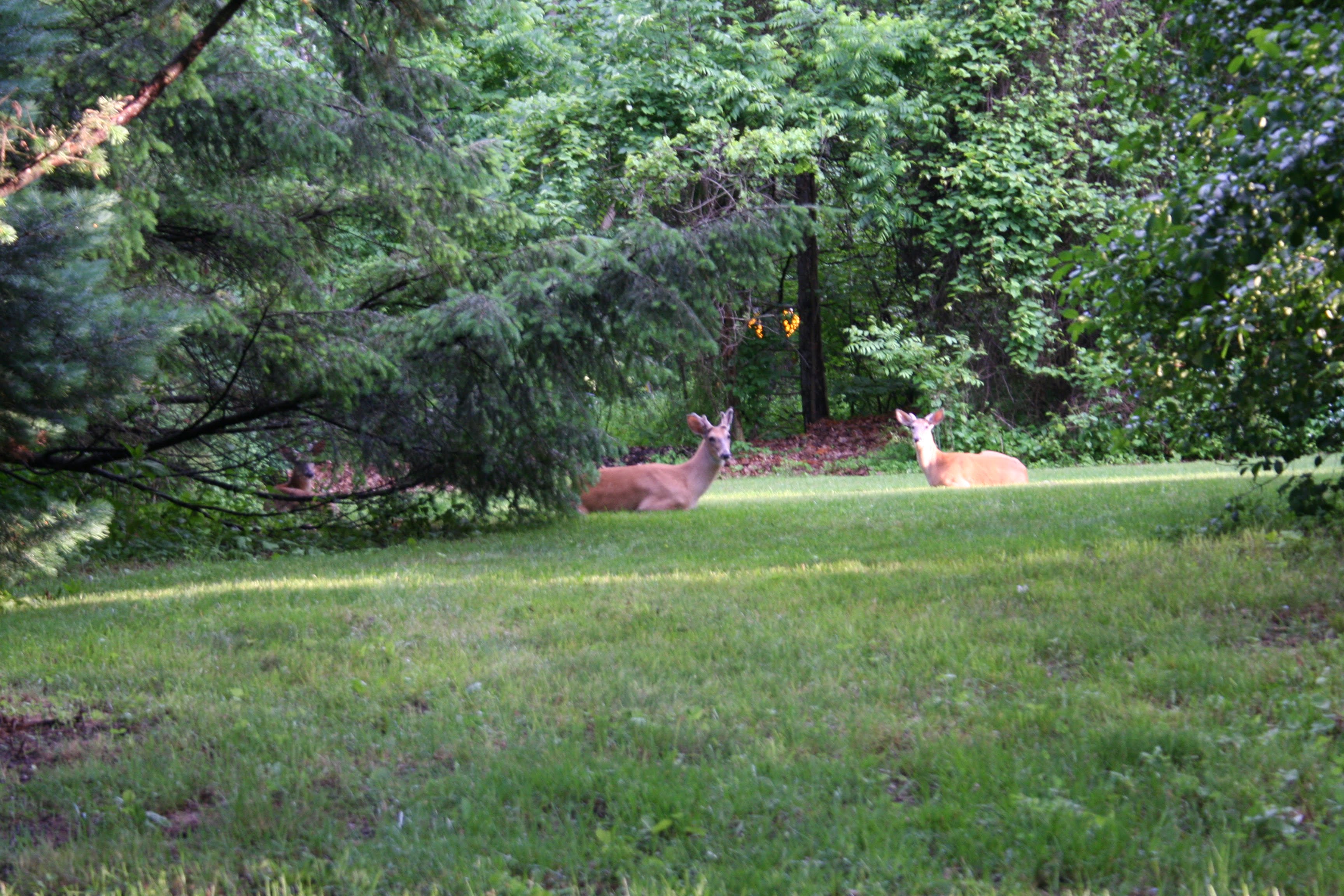 Franklin Village Michigan Photo buck with nubs