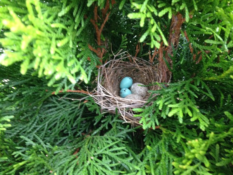 brown headed cow bird eggs in a robin's nest in franklin village michigan