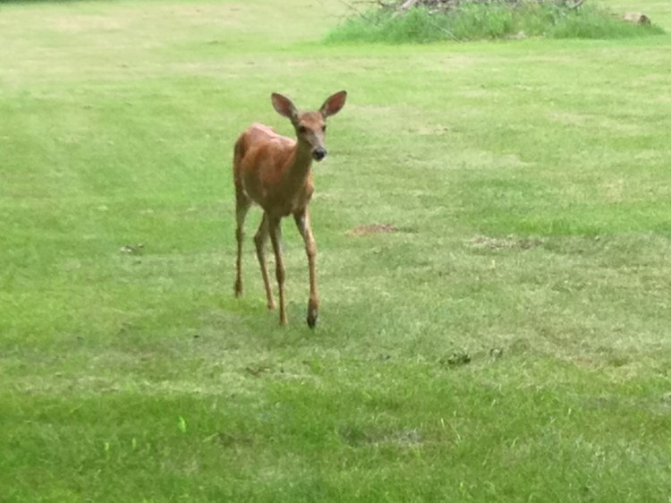 friendly deer in franklin village Michigan