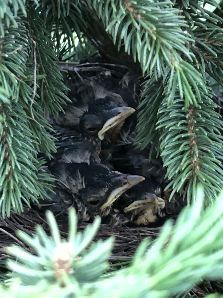 Franklin Village Michigan Photo baby birds