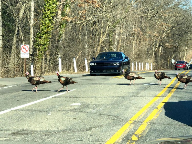 Franklin Village Michigan Photo turkeys crossing the road