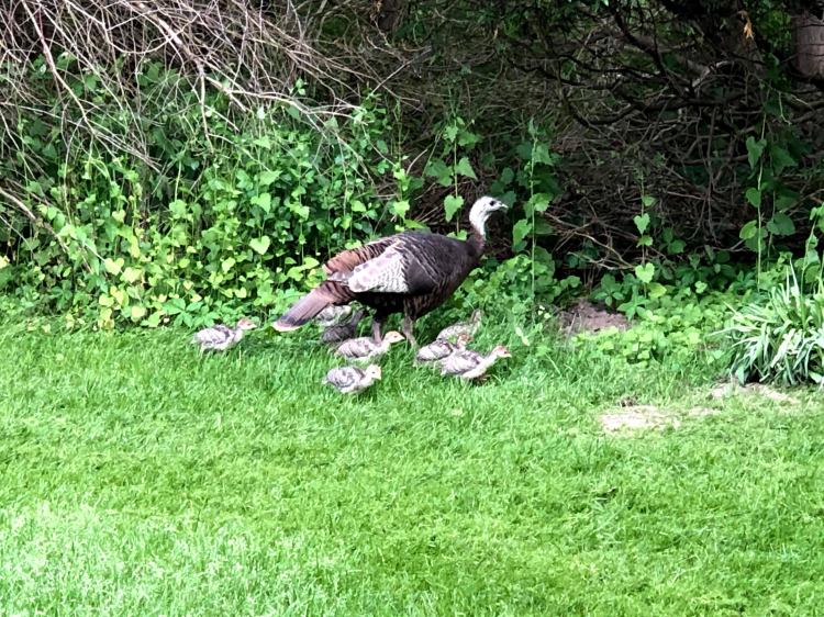 Family turkeys in franklin village  11 baby turkeys