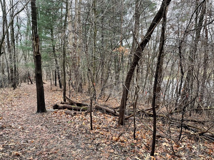 Franklin Village Michigan Photo woods hiking trail