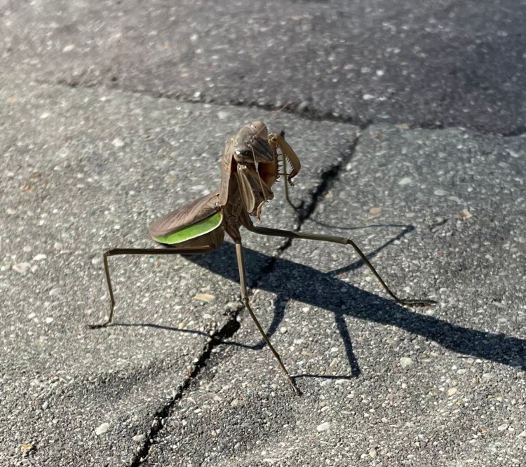 Franklin Village Michigan Photo  praying mantis