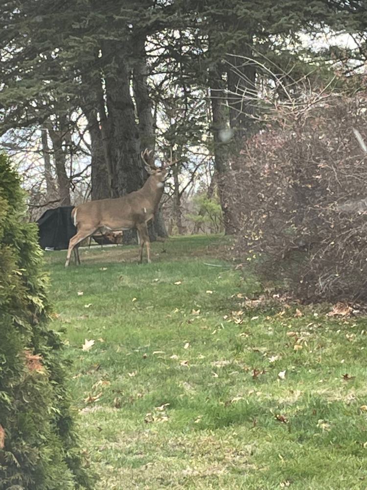 Franklin Village Michigan Photo  big buck deer 