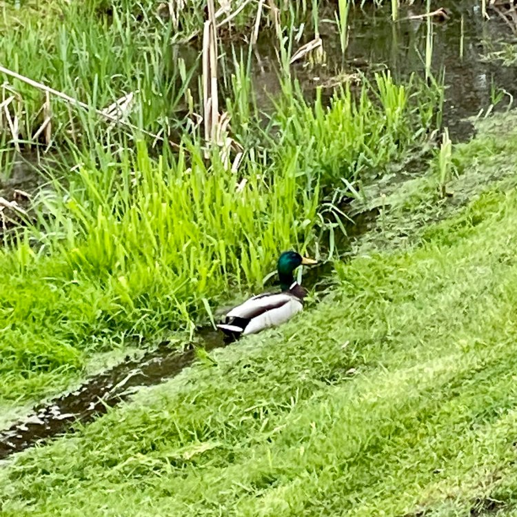 Franklin Village Michigan Photo duck swimming in ditch
