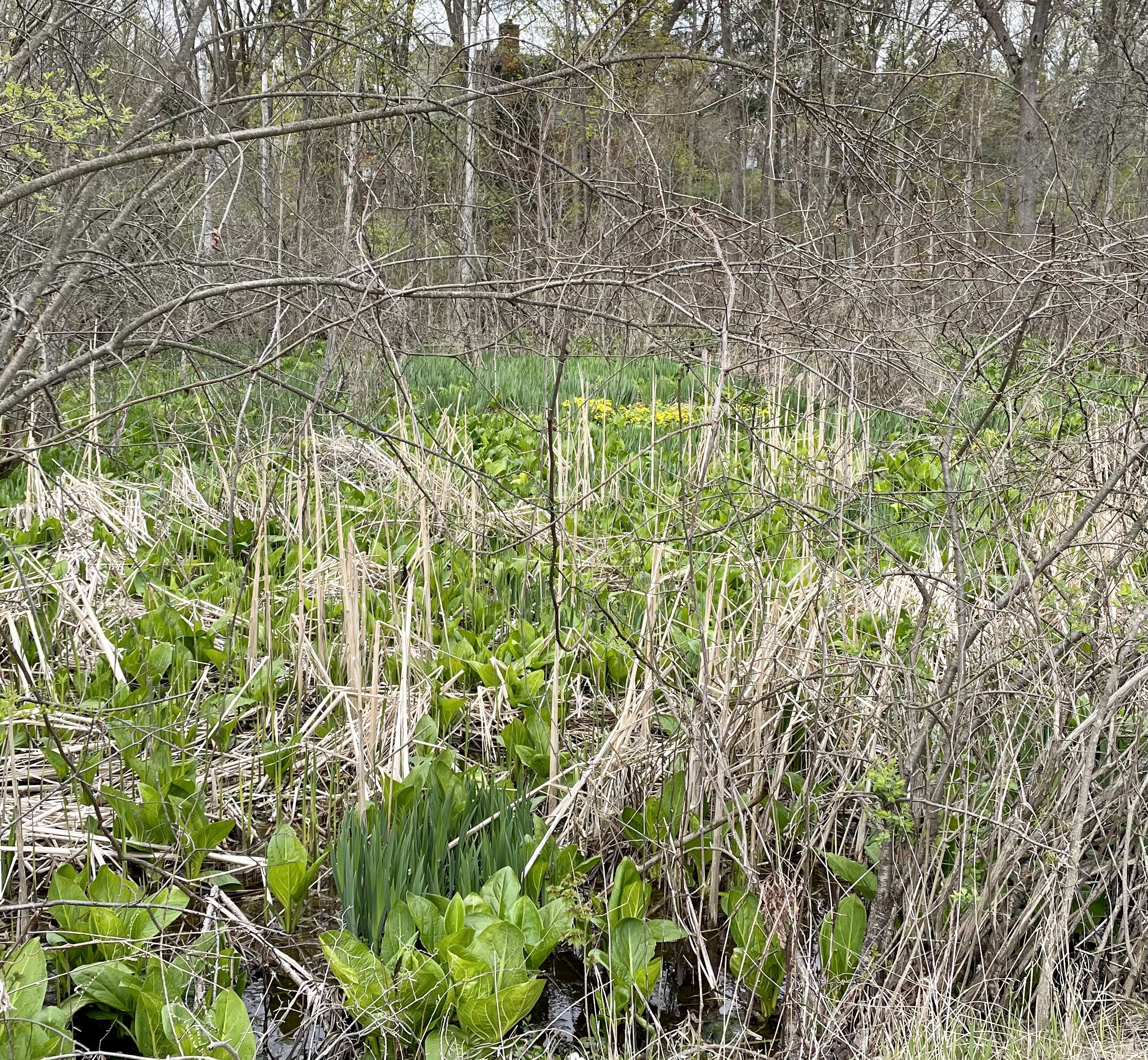 Franklin Village Michigan Photo flowers in swamp