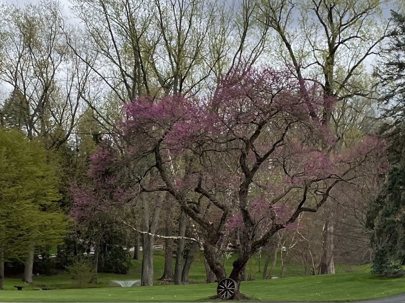 Favorite tree in Franklin, MI early spring just starting to bloom