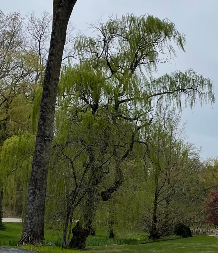 Franklin Village Michigan Photo willow tree