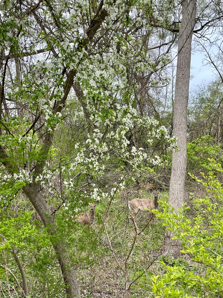 Franklin Village Michigan Photo deer woods