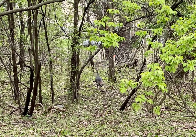 Franklin Village Michigan Photo turkey woods