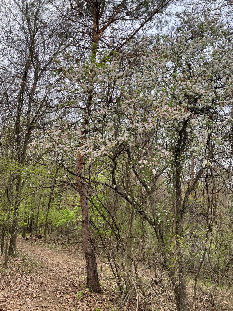 Franklin Village Michigan Photo trail woods tree bloom