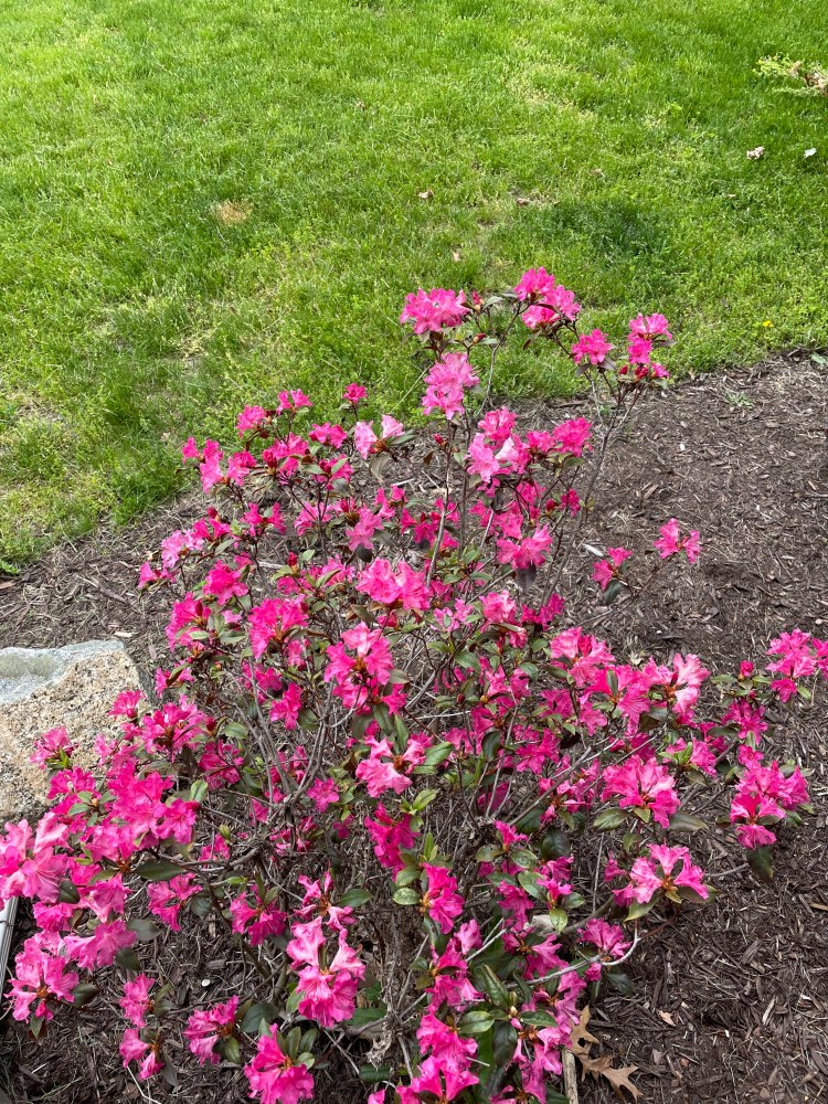 Franklin Village Michigan Photo spring flower