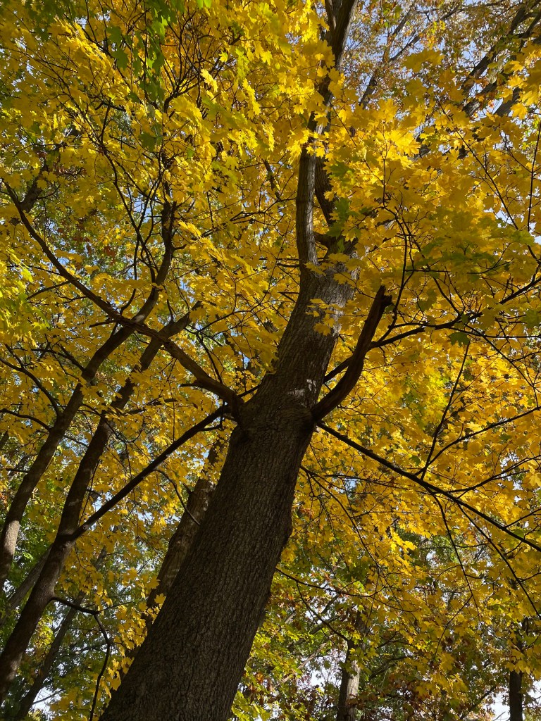 Franklin Village tree fall